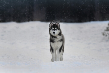 siberian husky dog