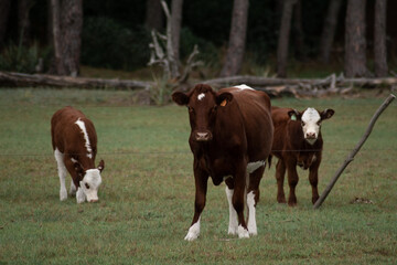 cows grazing in a field