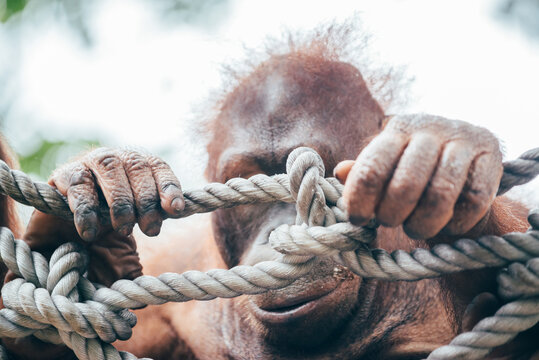 hand of an orangutan closed up