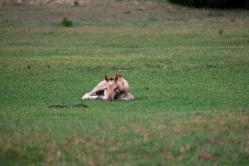 foal lying in the field