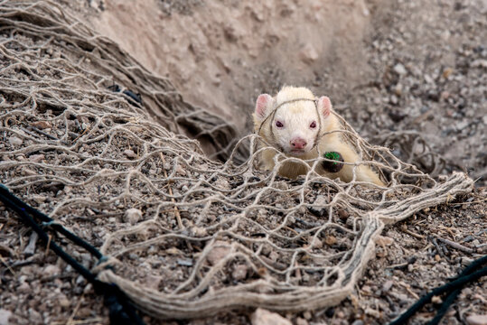 A ferret felt in a trap, Spain