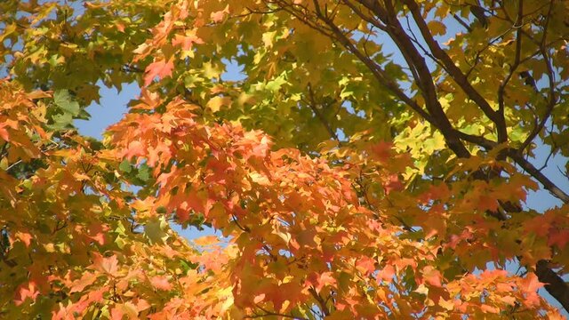 Colourful maple leaves on branch. Sunny fall day. Toronto, Ontario, Canada.