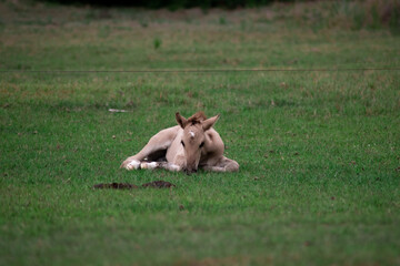 foal lying in the field
