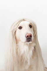 funny cute retriever dog sitting and looking at camera 