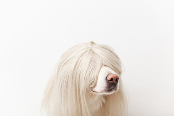 funny cute retriever dog in a wig sitting in the studio closeup 