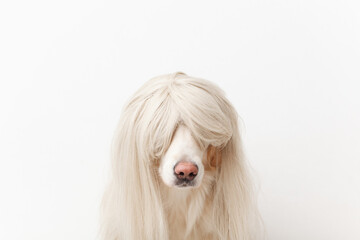 funny cute retriever dog in a wig sitting in the studio close-up