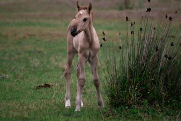 foal in the meadow