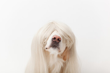 funny cute dog in a wig sitting in the studio closeup 