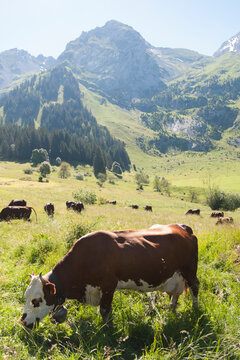 Alpine Cow, Haute-Savoie