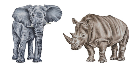 African rhino and elephant. Watercolor realistic illustration of animals isolated on a white background. Hand drawn. Closeup. Art print. Template.  © Mewlish art