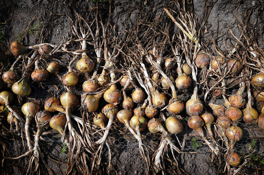 Harvested onions on the ground