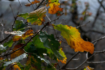 Close-up shot of Mirebeck's oak leaves in Autumn