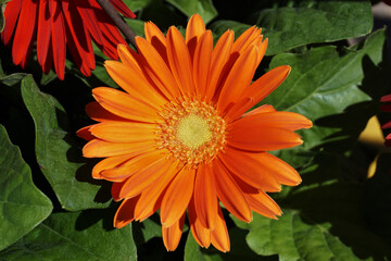 Orange Daisy in Garden