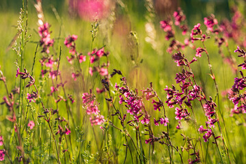 summer meadow with pink flowers
