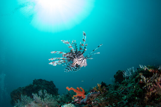 A lionfish hunting