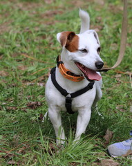 jack russell terrier