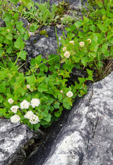615-50 Ninebark and shoreline limestone rock adorn the Toft Point Nature Conservancy Mud Bay, Lake Michigan Shore, Door County, Wisconsin