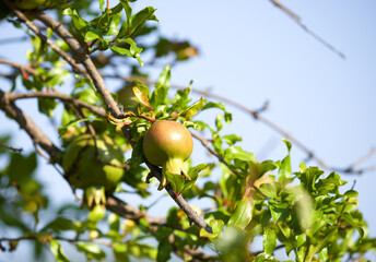 figs on a tree branch in Croatia