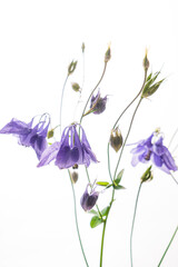 nice flower on the white background