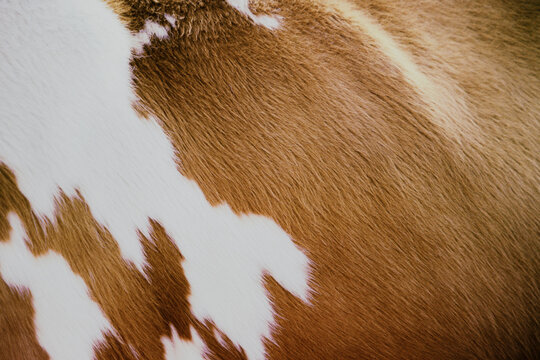 Close up of cow's fur and markings