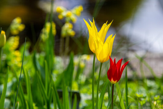 fantastic  yeelow and red  tupils  in garden next to Karl Foerster house (famous landscape designer living 1870-1970)