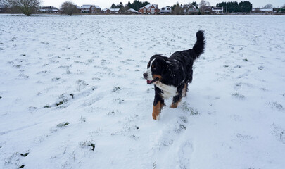  Bernese Mountain Dog running in the snow covered field