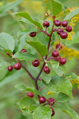 Berries of alder buckthorn (Frangula alnus). Branches of Frangula alnus with black and red berries. Fruits of Frangula alnus