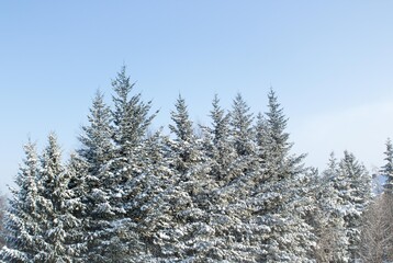 snow covered trees, winter picture