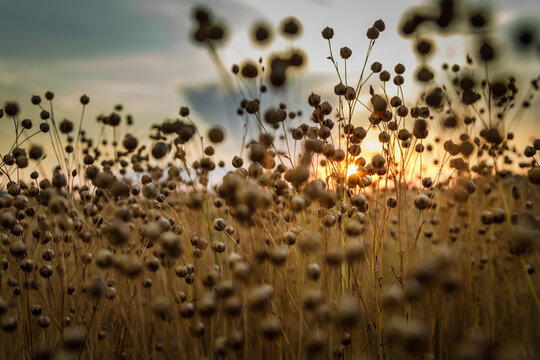 Detail of flax seeds on field during sunset in Austria.
