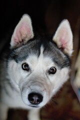 siberian husky dog