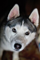 siberian husky puppy