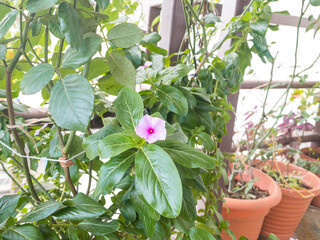 Flores en Santa Tecla