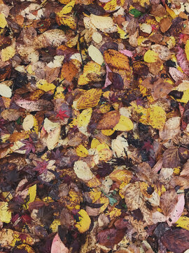 Leaves in autumn
