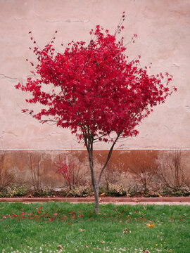 Red leaf tree against pink wall