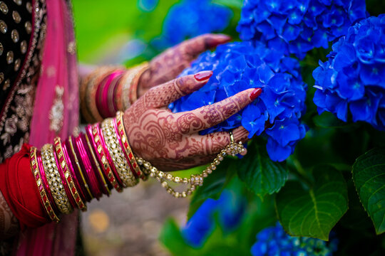 Indian Hindu Bride's Wedding Henna Mehendi Mehndi Hands Holding Blue Hydrangea Flower Close Up