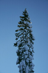 snow covered spruce tree