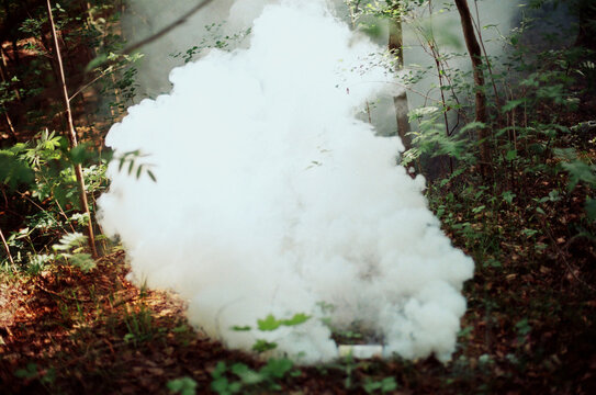 Smoke in the forest