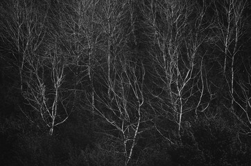 Abstract black and white trees