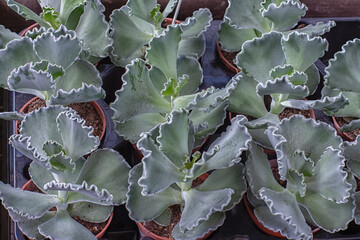 Cotyledon undulata, or wavy bastard, a beautiful silvery velvet plant. Cotyledon sprouts in flower...