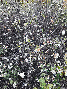 Common snowberries in Fall