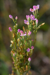 Dune Gentian or Common Centaury - Centaurium erythraea groving outdoors