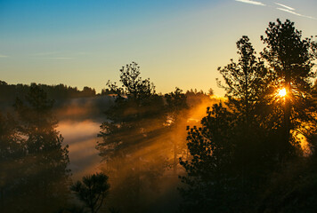 Fog and sunrays streaming through the pine trees at dawn