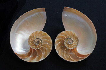 Mirror Image Shells on Black Background