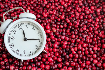White alarm clock with ripe fresh cranberries as natural, healthy food, berries, time for vitamins background. Selective focus.