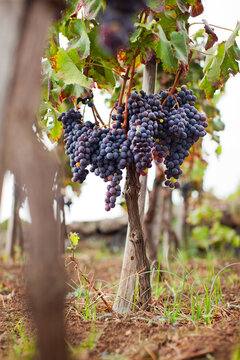 Organic Red Wine Grapes Growing