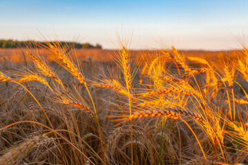 Ears of ripe wheat illuminated by the rays of the setting sun