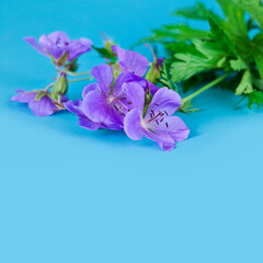 Geranium pratense (Meadow geranium) flower on a blue background.