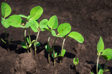 Soybean young sprouts field. Soybean crop growing in rows in the field.
