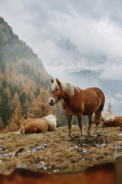 horses on autumnal meadow in foggy mountain landscape