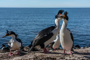 Obraz premium The King Cormorant (Phalacrocorax atriceps)